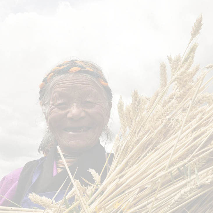 Happy elderly woman holding a bountiful harvest of golden wheat grains, symbolizing the reliability and quality of our agricultural screens.